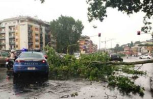 Pirri: abbattuti i pini di via Italia | Ma saranno sostituiti maltempo-nell-isola-temporali-e-forte-vento-strade-allagate-e-alberi-abbattuti