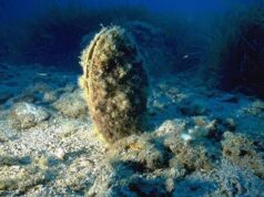 Budoni, vacanzieri incivili portano via due rari esemplari di Pinna Nobilis nacchere-di-mare-come-souvenir-denunciati-2-turisti