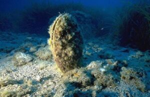 Budoni, vacanzieri incivili portano via due rari esemplari di Pinna Nobilis nacchere-di-mare-come-souvenir-denunciati-2-turisti