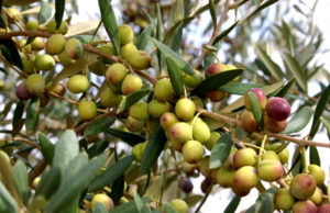 Coldiretti: a Gonnosfanadiga le migliori olive da tavola italiane olive verdi