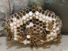 Cagliari, disinfestazione contro le vespe in scuola Infanzia di via Dei Generi panico-a-scuola-prof-e-studenti-assaliti-dalle-vespe