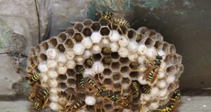 Cagliari, disinfestazione contro le vespe in scuola Infanzia di via Dei Generi panico-a-scuola-prof-e-studenti-assaliti-dalle-vespe