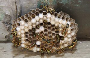 Cagliari, disinfestazione contro le vespe in scuola Infanzia di via Dei Generi panico-a-scuola-prof-e-studenti-assaliti-dalle-vespe