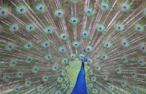 Mistero a Monte Urpinu: trovati morti alcuni pavoni pavoni-in-fuga-dal-parco-di-san-michele-vigili-in-azione