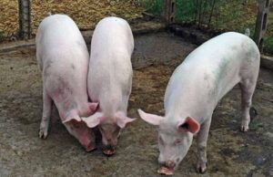 Tre casi di peste suina africana a Dorgali, forse virus importato dalla Penisola peste-suina-al-via-procedura-per-l-emersione-dal-sommerso