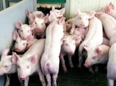 Manca il cibo per i maiali: la guerra taglia le forniture peste-suina-arru-due-anni-strategici-per-l-eradicazione