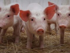 Peste suina, abbattuti 115 capi allo stato brado illegale peste-suina-controlli-in-ristoranti-agriturismo-e-sagre