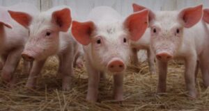 Peste suina, abbattuti 115 capi allo stato brado illegale peste-suina-controlli-in-ristoranti-agriturismo-e-sagre