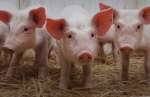 Peste suina, abbattuti 115 capi allo stato brado illegale peste-suina-controlli-in-ristoranti-agriturismo-e-sagre