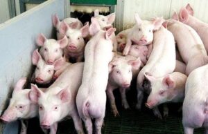 Peste suina. Confagricoltura: “Subito cordone sanitario, non allentare la presa” peste-suina-pigliaru-and-quot-manca-ultimo-miglio-a-eradicazione-and-quot