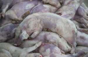 Peste suina africana: abbattuti 41 suini bradi illegali a Desulo peste-suina-ripartono-abbattimenti