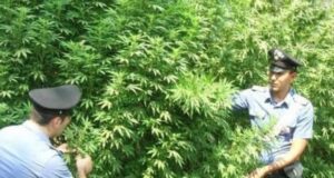 “La Sardegna produce la migliore cannabis di tutta l’Europa” piantagioni-di-cannabis-nei-boschi-dell-and-rsquo-ogliastra-due-arresti