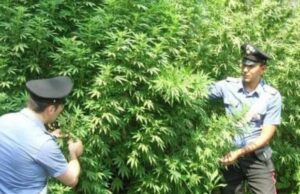 “La Sardegna produce la migliore cannabis di tutta l’Europa” piantagioni-di-cannabis-nei-boschi-dell-and-rsquo-ogliastra-due-arresti