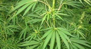 Cannabis libera, il referendum vola: raccolte 500mila firme in 7 giorni piante-e-cannabis-gi-and-agrave-essiccata-in-casa-un-arresto-a-pula