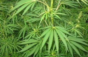 Cannabis legale: sit-in dei coltivatori davanti al Consiglio regionale piante-e-cannabis-gi-and-agrave-essiccata-in-casa-un-arresto-a-pula