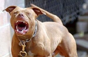 Basta cani alla catena: la Lega chiede il divieto assoluto pitbull-aggredisce-mamma-con-bimba-allarme-a-olbia