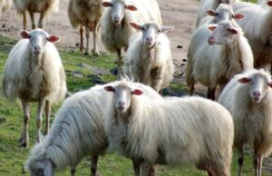 Sterminato un intero gregge a Tertenia: 90 pecore sgozzate e bruciate protesta-coldiretti-in-migliaia-a-cagliari-con-trattori-e-pecore