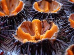 Cala Cartoe: mangiano ricci di mare ma vengono “pescati” dalla Guardia Forestale ricci-e-corallo-al-via-stagione-turistica-ad-alghero