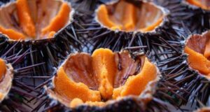 Cala Cartoe: mangiano ricci di mare ma vengono “pescati” dalla Guardia Forestale ricci-e-corallo-al-via-stagione-turistica-ad-alghero