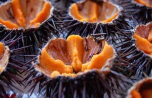 Cala Cartoe: mangiano ricci di mare ma vengono “pescati” dalla Guardia Forestale ricci-e-corallo-al-via-stagione-turistica-ad-alghero