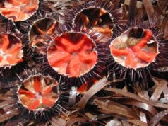 Stop alla raccolta di ricci in Sardegna: si riprenderà a maggio 2024 riccio-di-mare-protagonista-ad-alghero-nel-fine-settimana