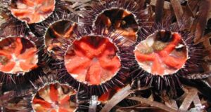 Stop alla raccolta di ricci in Sardegna: si riprenderà a maggio 2024 riccio-di-mare-protagonista-ad-alghero-nel-fine-settimana