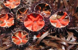 Divieto pesca dei ricci, Lega all’attacco: “Subito gli indennizzi” riccio-di-mare-protagonista-ad-alghero-nel-fine-settimana