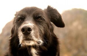 Allarme randagismo in Sardegna: il caso arriva in Consiglio regionale stanziati-400mila-euro-per-lotta-al-randagismo