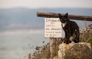 Turismo: l’Oristanese punta sui gatti della colonia di Su Pallosu su-pallosu-la-colonia-felina-and-egrave-fra-i-and-quot-luoghi-del-cuore-and-quot-2014-ma-il-comune-la-vuole-and-quot-sfrattare-and-quot