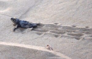 Arborea, tartaruga Caretta Caretta depone 98 uova nel costa oristanese tartaruga-caretta-caretta-depone-uova-a-villasimius