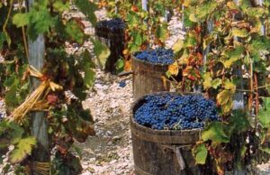 Vendemmia 2022, l’Isola controcorrente con +15% di grappoli vendemmia-nelle-foto-via-al-concorso-uvaviva