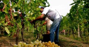 Al via la vendemmia 2021: dopo il crollo degli anni scorsi la raccolta è in ripresa