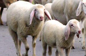 Lingua Blu, l’allarme di Copagri: “Già oltre mille ovini contagiati”