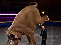 Iglesias, elefante in un container | Animalisti contro il circo
