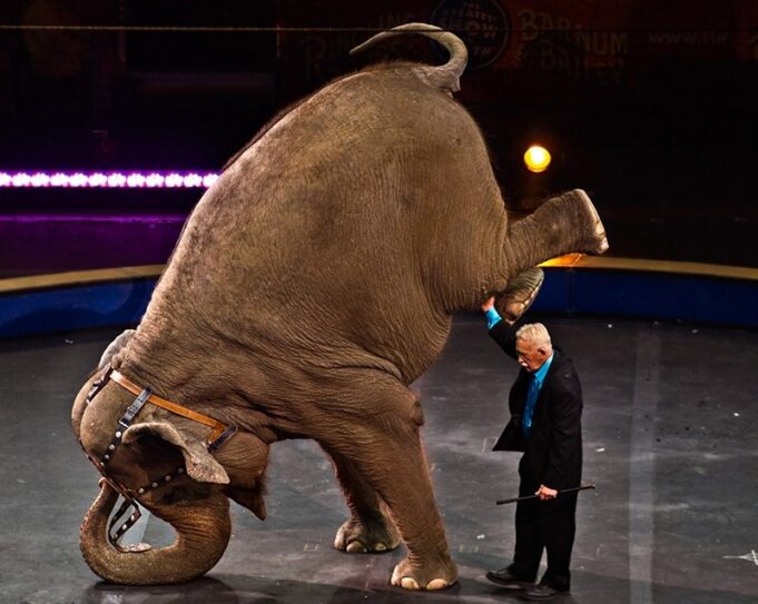 Iglesias, elefante in un container | Animalisti contro il circo