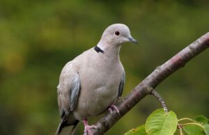 Calendario Venatorio Sardegna, il Grig presenta ricorso all’Ue