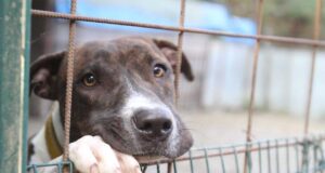 La metà dei cani nei canili del Sud Italia sono denutriti