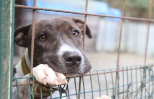 La metà dei cani nei canili del Sud Italia sono denutriti