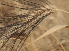 Coldiretti: “Stop agli allarmismi, le scorte di grano e mais sono sufficienti”