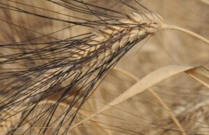 Coldiretti: “Stop agli allarmismi, le scorte di grano e mais sono sufficienti”