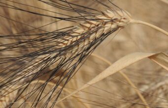 Grano day, Coldiretti: “Diminuisce produzione, ma aumenta la richiesta”