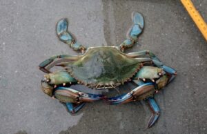 Granchio blu, arrivano fondi per il contenimento