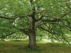 Taglio alberi su Sette Fratelli, ambientalisti presentano denuncia a Procura