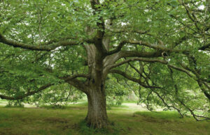 Taglio alberi su Sette Fratelli, ambientalisti presentano denuncia a Procura