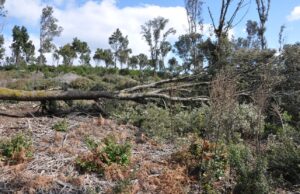 Ambiente, dalla Regione 4 milioni per il patrimonio boschivo