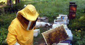 Legambiente si mobilita per gli apicoltori sardi colpiti dagli incendi
