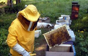 Legambiente si mobilita per gli apicoltori sardi colpiti dagli incendi