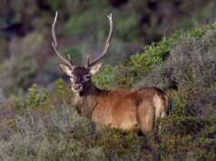 Salviamo il cervo sardo, la petizione online supera le 3600 firme