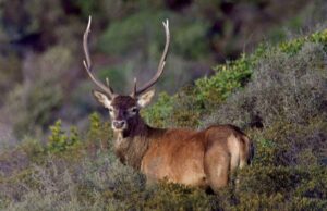 Salviamo il cervo sardo, la petizione online supera le 3600 firme