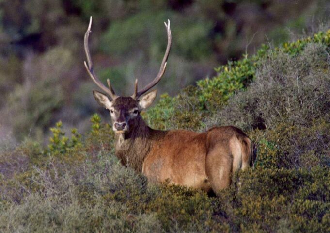 Salviamo il cervo sardo, la petizione online supera le 3600 firme